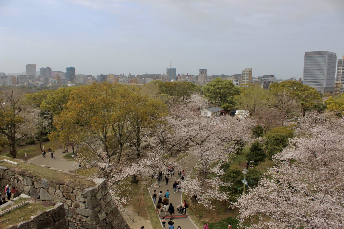 Corban2011_'s tweet photo. フレー！とうとう桜が咲きました！(❁>▽<❁)凄く綺麗じゃありませんか？桜が満開されたらお花見に行きました！(  ᐢ ᵕ ᐢ )わあ〜本当に桜が咲くのを見に行く事が出来てとても嬉しいなあ、、初めてお花見だし、自分のピクニックをしたし、色々な事が出来るようにしたので凄く嬉しいです。🥹 https://t.co/SVxND2WB7H