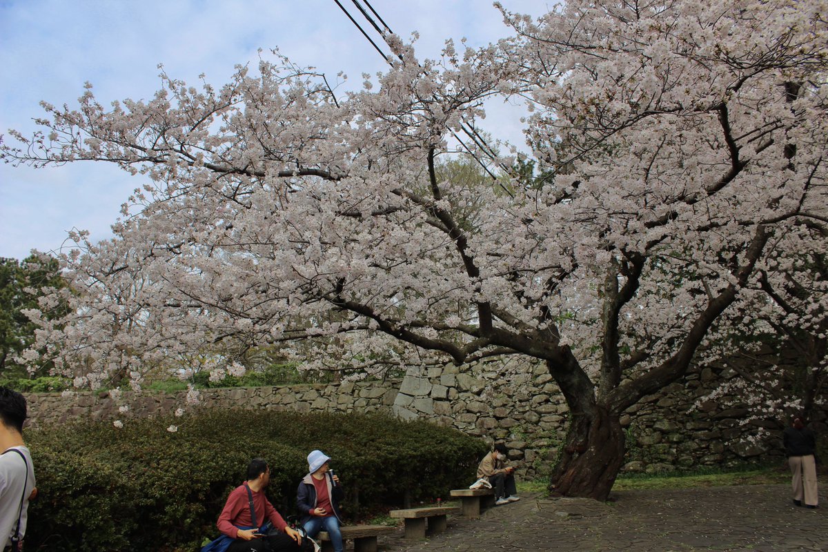 Corban2011_'s tweet photo. フレー！とうとう桜が咲きました！(❁>▽<❁)凄く綺麗じゃありませんか？桜が満開されたらお花見に行きました！(  ᐢ ᵕ ᐢ )わあ〜本当に桜が咲くのを見に行く事が出来てとても嬉しいなあ、、初めてお花見だし、自分のピクニックをしたし、色々な事が出来るようにしたので凄く嬉しいです。🥹 https://t.co/SVxND2WB7H