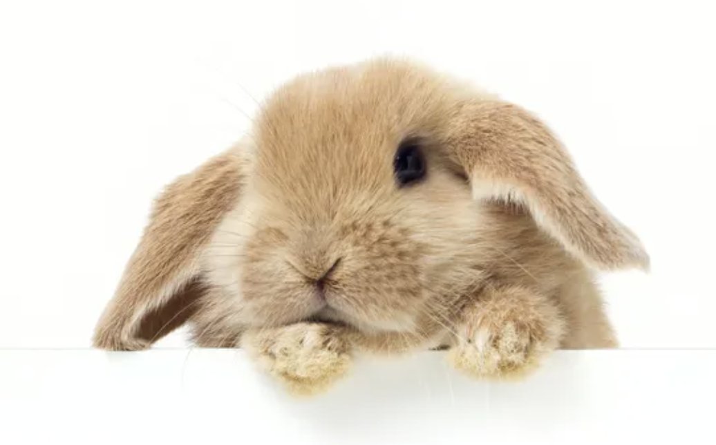 HoppingDogCards's tweet photo. We would like to wish all our customers, friends and followers a very happy Easter and we hope you have a peaceful and wonderful Easter 💐🌷 https://t.co/4jEmleJHl5