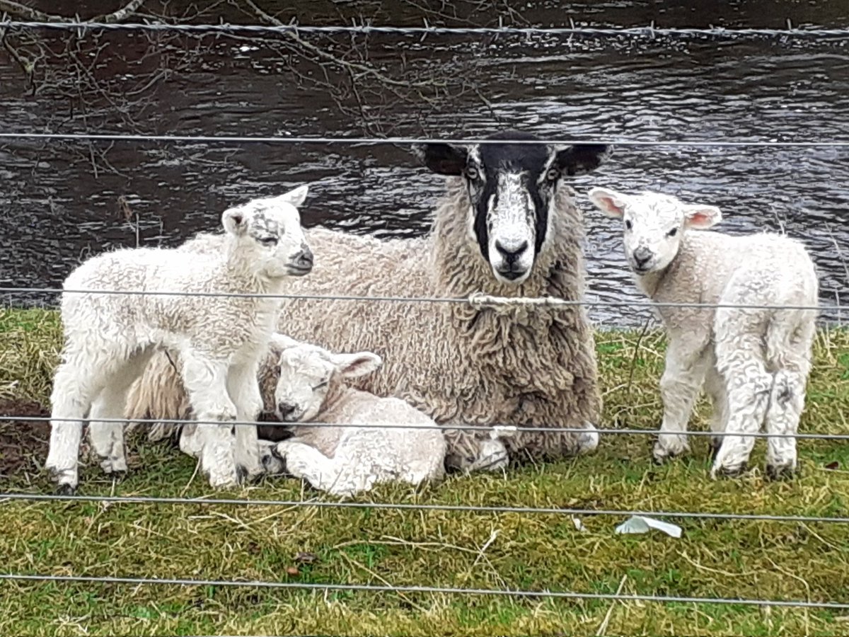 Cute as...and what's known locally as a 'Three-er" in my neck of the woods. I'm guessing she's probably adopted one? #sheep #lamb #lambing #outdoors #sheperdess #sheperds #farming #fishing #flyfishing