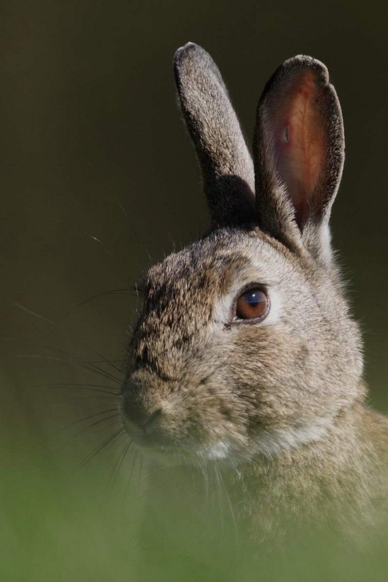 First 2023 Easter Bunnies seen this year