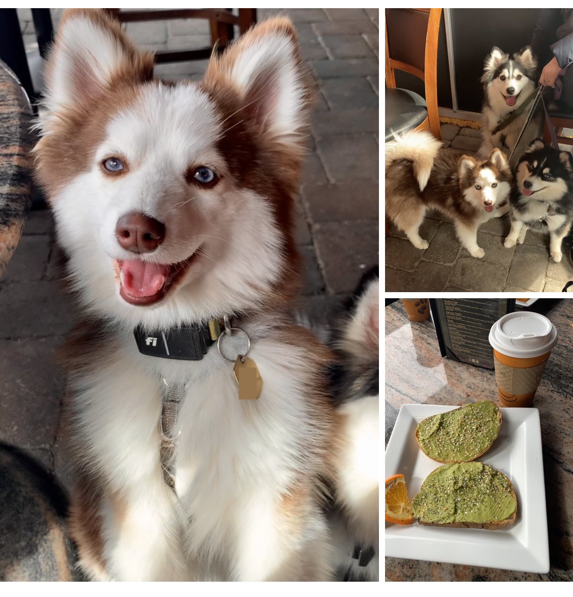 Taking a much-needed break from writing to recharge with some coffee and quality time with the hubby and our three Pomskies at our favorite coffee shop ☕️🐾❤️ Sometimes the best inspiration comes from furry friends, love, and caffeine! ☺️ #authorlife #coffeebreak #dogsoftwitter