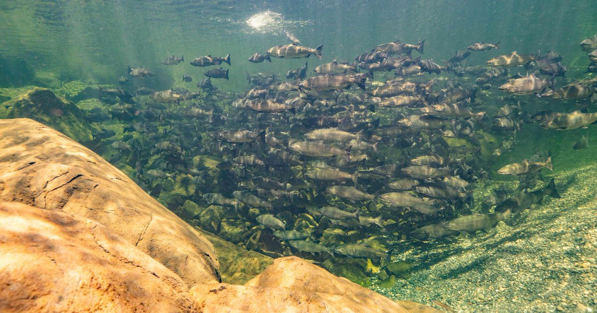 Raincoast's tweet photo. 🐟 Please sign our official House of Commons petition to tell the federal government to reject #RobertsBankTerminal2. 🐟
https://t.co/nkmGTn6viC https://t.co/ZM9qDPivB4