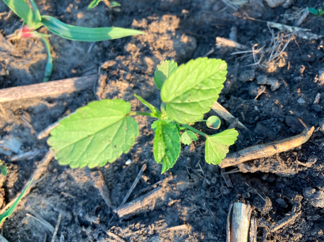 Needing prickly sida (teaweed) control this season? Choose Python® Herbicide for both preemergence and postemergence control you can count on.  bit.ly/3rUEApJ