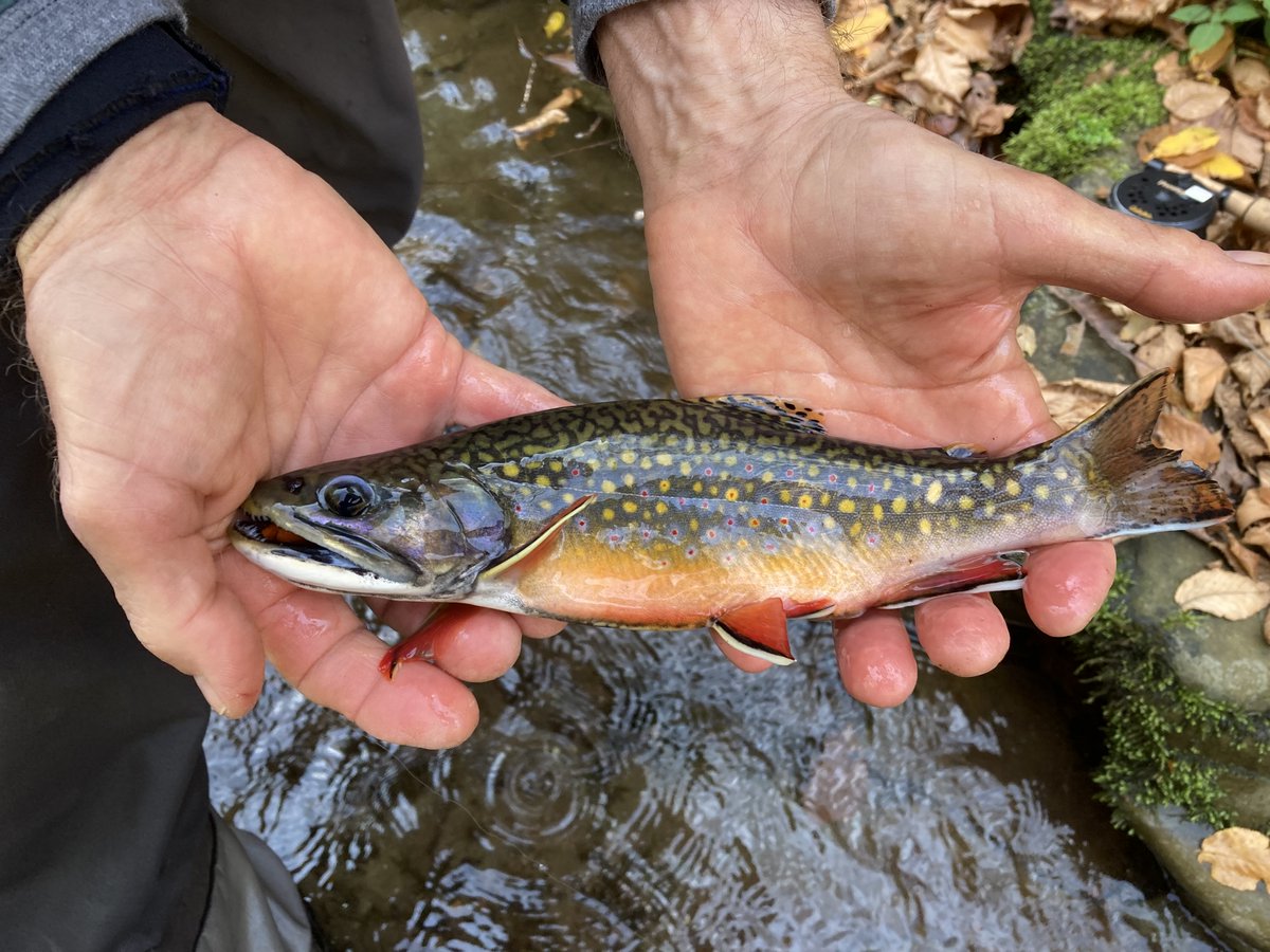 NYSDEC's tweet photo. For #TroutWeek, it’s only fitting that we highlight New York’s official state fish, the brook trout. Revered for their beauty and the unique fishing experience they provide, brook trout are highly respected by the anglers that choose to fish for them. https://t.co/ClX6yClSIT