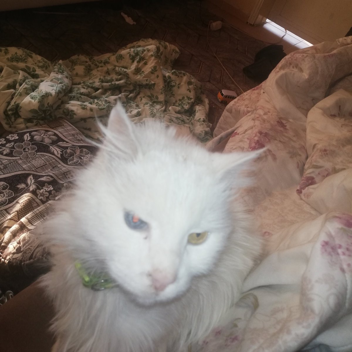 Bu kediyi deprem zamanı buldum sahibini bulamadım Adıyaman da bulunmuştur