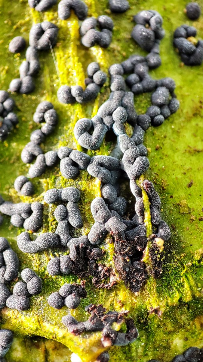 DeepImpact tweet media