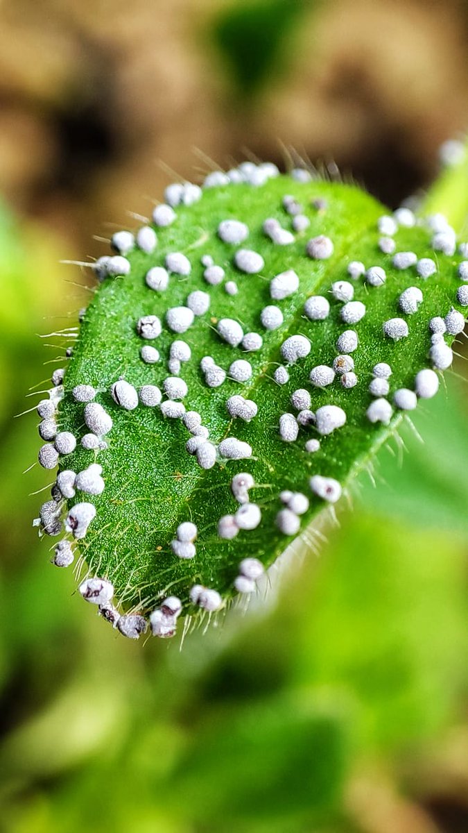 DeepImpact tweet media