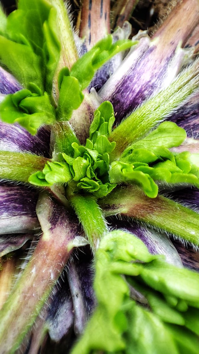 DeepImpact tweet media