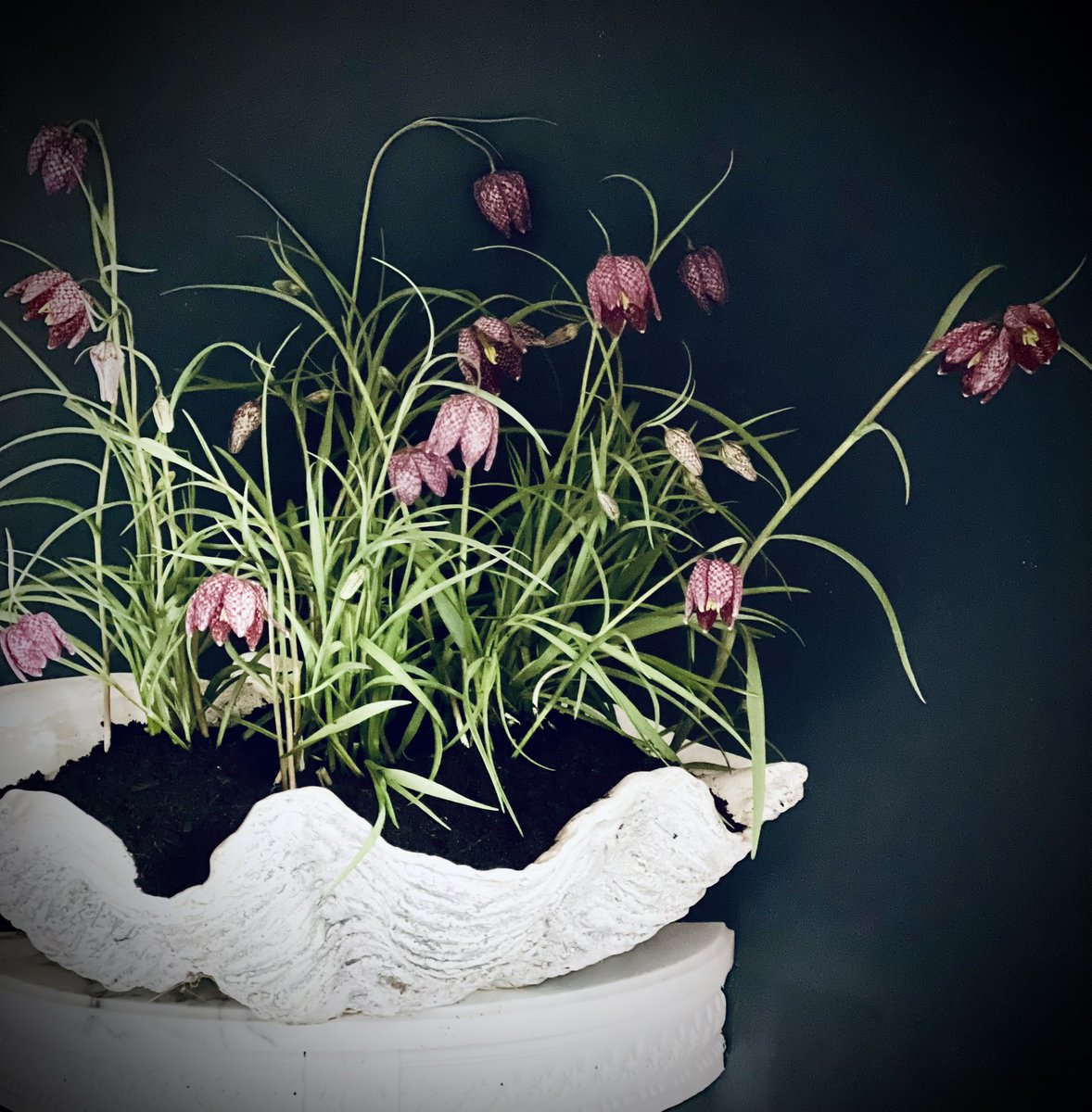 Pinkpiggy8's tweet photo. Spring #flowers 🌸🌺 https://t.co/8TRW57vIy8