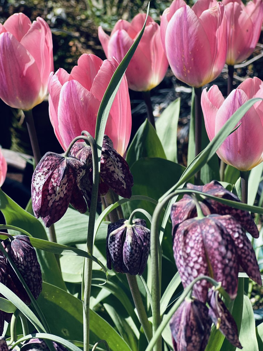 Pinkpiggy8's tweet photo. Spring #flowers 🌸🌺 https://t.co/8TRW57vIy8