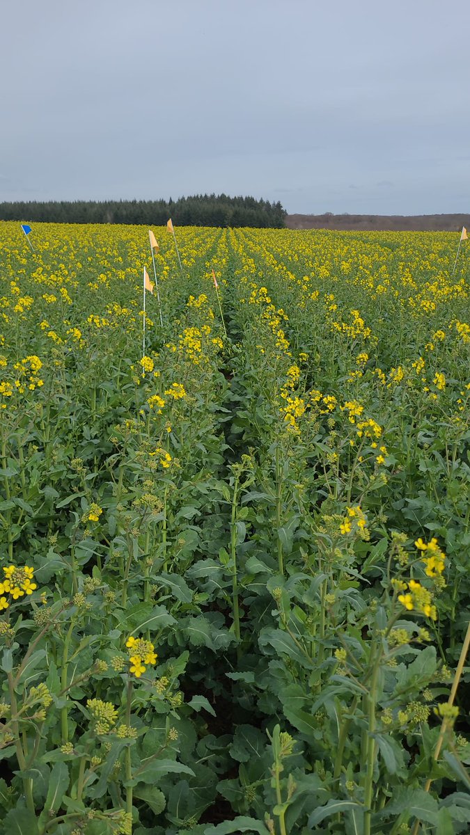 DeepImpact tweet media