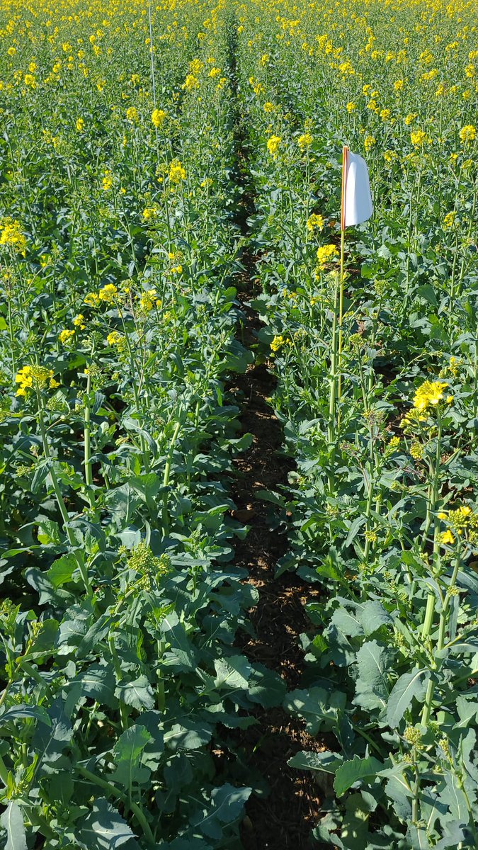 DeepImpact tweet media