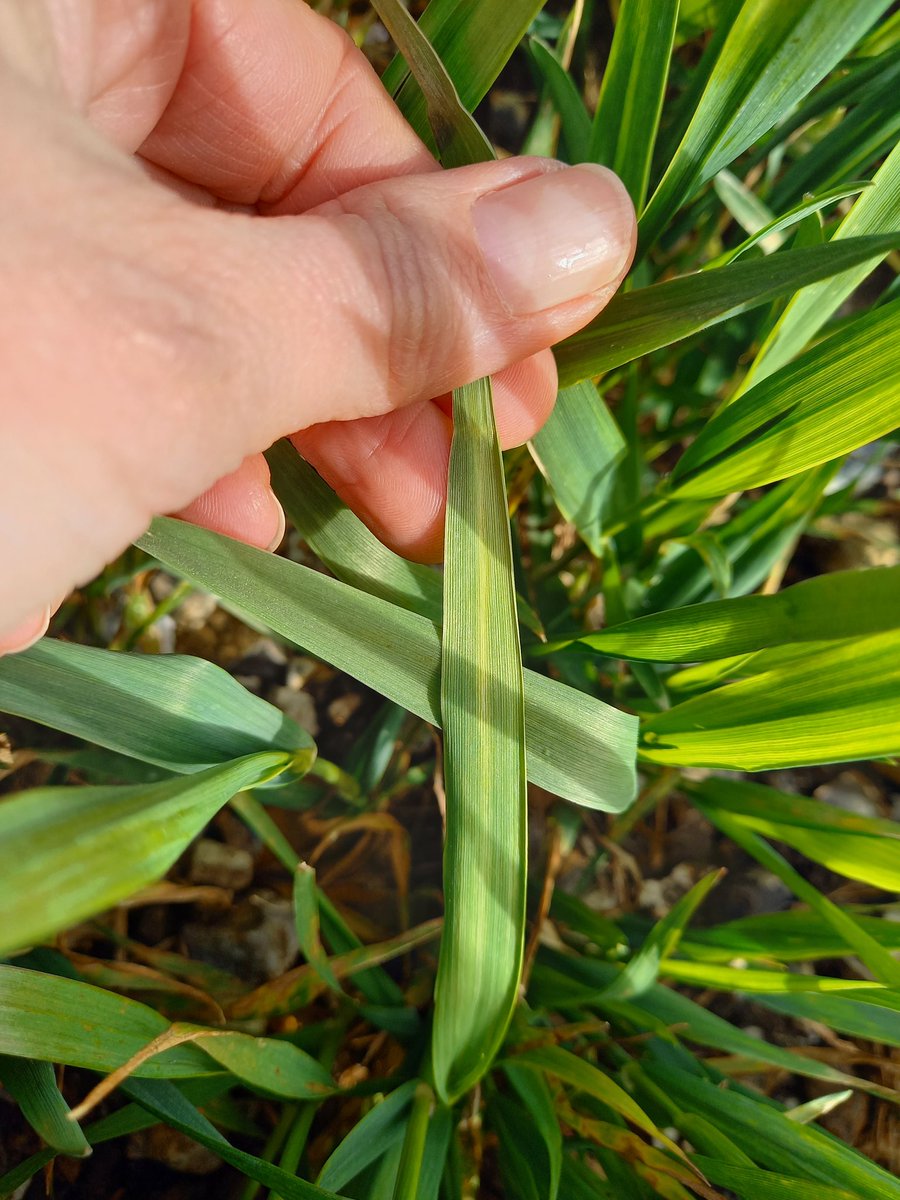 ReneePREVOST80's tweet photo. ⚠️🔴 Pas encore de #soufre sur cette parcelle en sol caillouteux.
Notre #Complice 🌱 a faim....!!!
Avec le cumul de pluies ☔️,  la carence apparaît sur les #blés 
Un conseil @ServtecPvNORIA ?😉
@AnnabelleBizet @domalingue @noriapcoop @annetissot3 https://t.co/kvEnpz2aPq