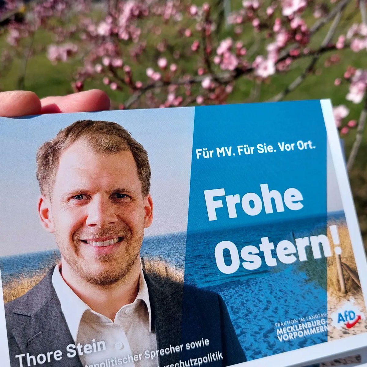ThoreStein's tweet photo. Während ich #Ostergrüße in #Plau verteile, finde ich so manche Anzeichen, dass sich in unserem Land der Wind dreht. #AFDwirkt #heimatbewahren #mvtutgut https://t.co/CJIH2AxnhM