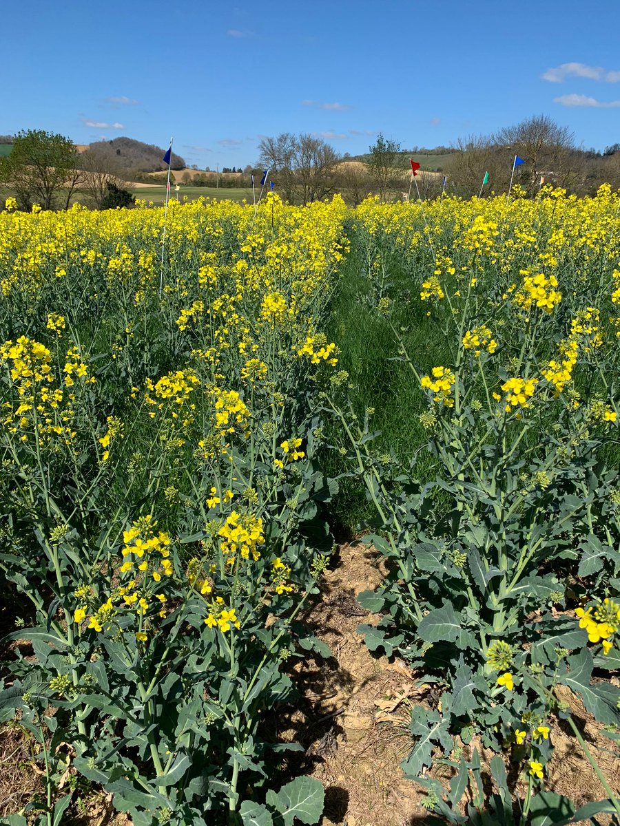 DeepImpact tweet media