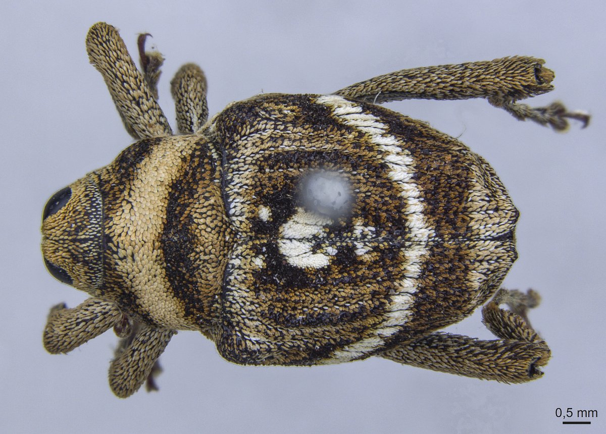 Ederson_liver's tweet photo. Copturus curvaturatus (Heller, 1895)
🌎 Itatiaia, RJ - Brasill
📍Coleção Entomológica do Instituto Oswaldo Cruz (CEIOC)
#weevil #curculionidae #lechriopini #conoderinae https://t.co/xWtHjU6uu1
