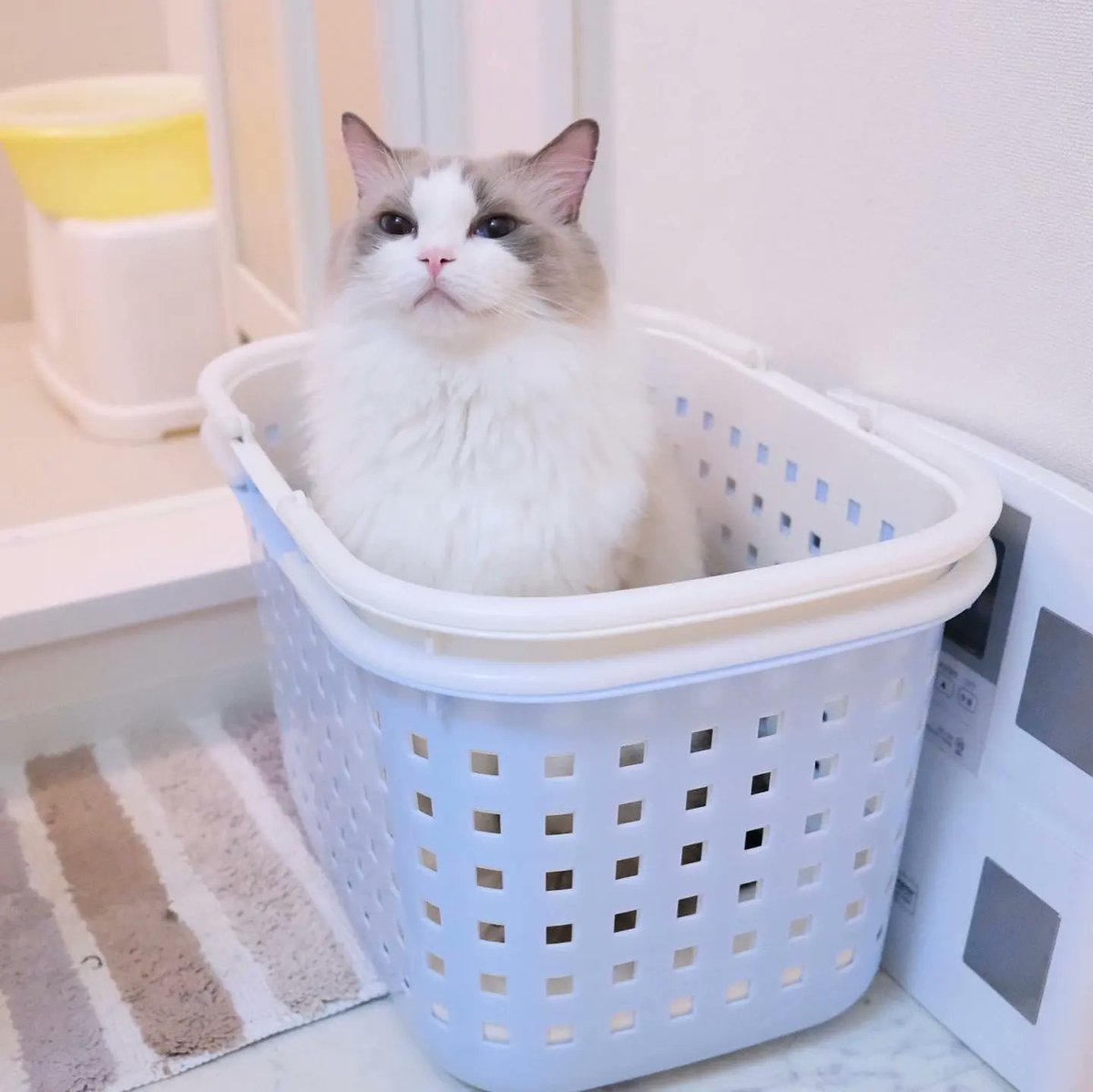 RagdollsClub's tweet photo. Foods for this week😍
#floof #floofycat #yum #breakfast
#fluffy #9gag #meowed #catsoftheworld #cats_of_instagram #cat #sweetcatclub #ilovemycat #catstagram #miau #cutecat #cat_features #ilovecats #pet #ragdoll #catlove #katzenglück #pets #katzenliebe #petphotography #katze https://t.co/fjJFsKPrz2