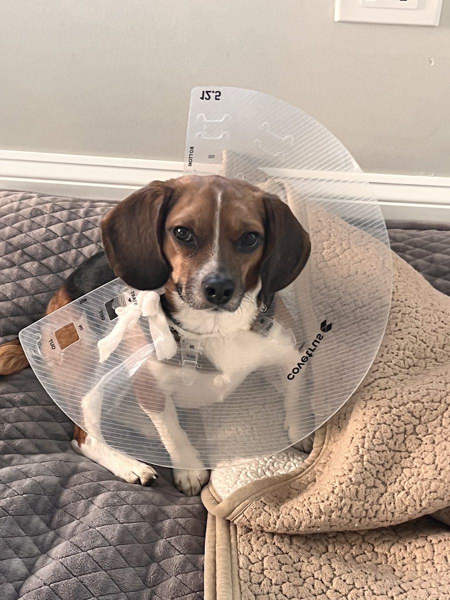 #tbt when I had to wear a cone of shame.   It got in my way so I changed it.  #DogsBehavingVeryBadly #DogsofTwittter #beagle #trappertweets
