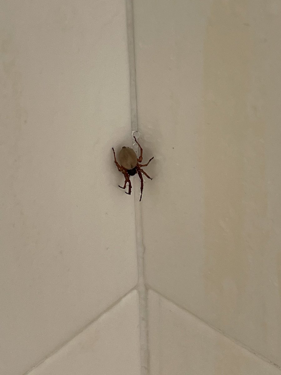 What kind of spider is this
