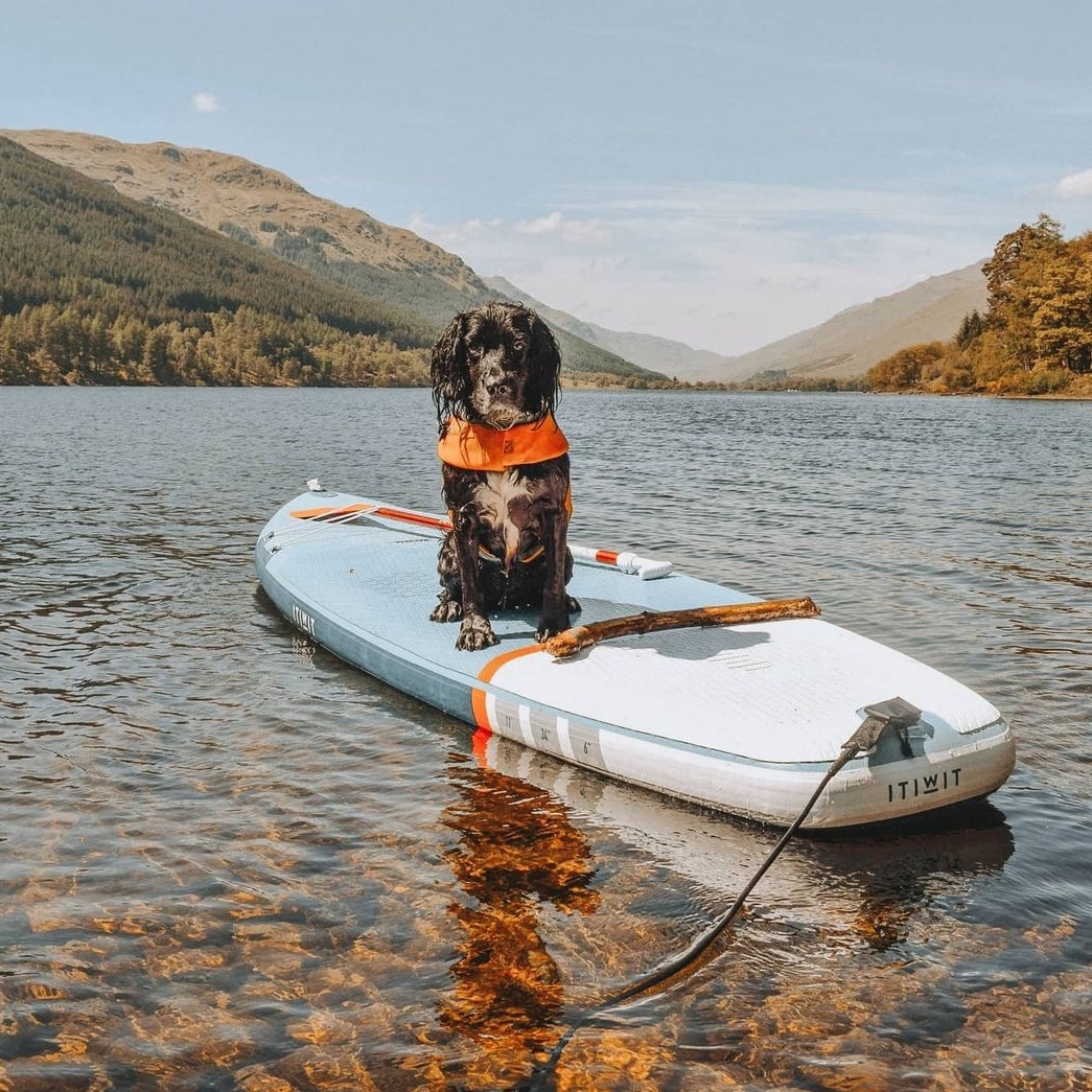 DecathlonUK's tweet photo. Is it time for #pupsonsups? πΆβ
β
Tag us in your watersports adventures π β
β
πΈ https://t.co/S6wVTDPUtC.ellie https://t.co/EKOZ5pvzGx