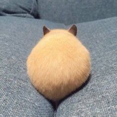 hamster heeseung agenda