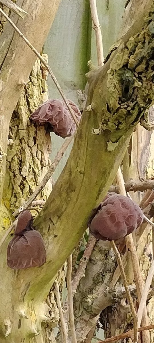 What the...any idea folks?

#strangegrowths
#mushrooms?
#wildstuff
#foraging
