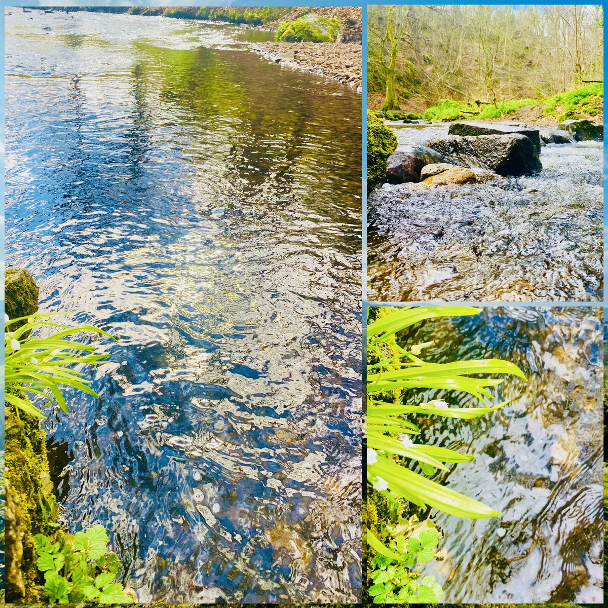 JudeMckerrecher's tweet photo. Bright yellow under magnificently shifting☁️☁️☁️, lush green near the flow of a stream, swans building a nest &amp; a glimpse of an egg, joyous tweeting of a robin filling a vast space with its beautiful song💝#Giftsofnature💚#Happyplaces🫶#Specialplaces #Tinymomentsofjoy today🫶☯️ https://t.co/ePQY8LlN5k