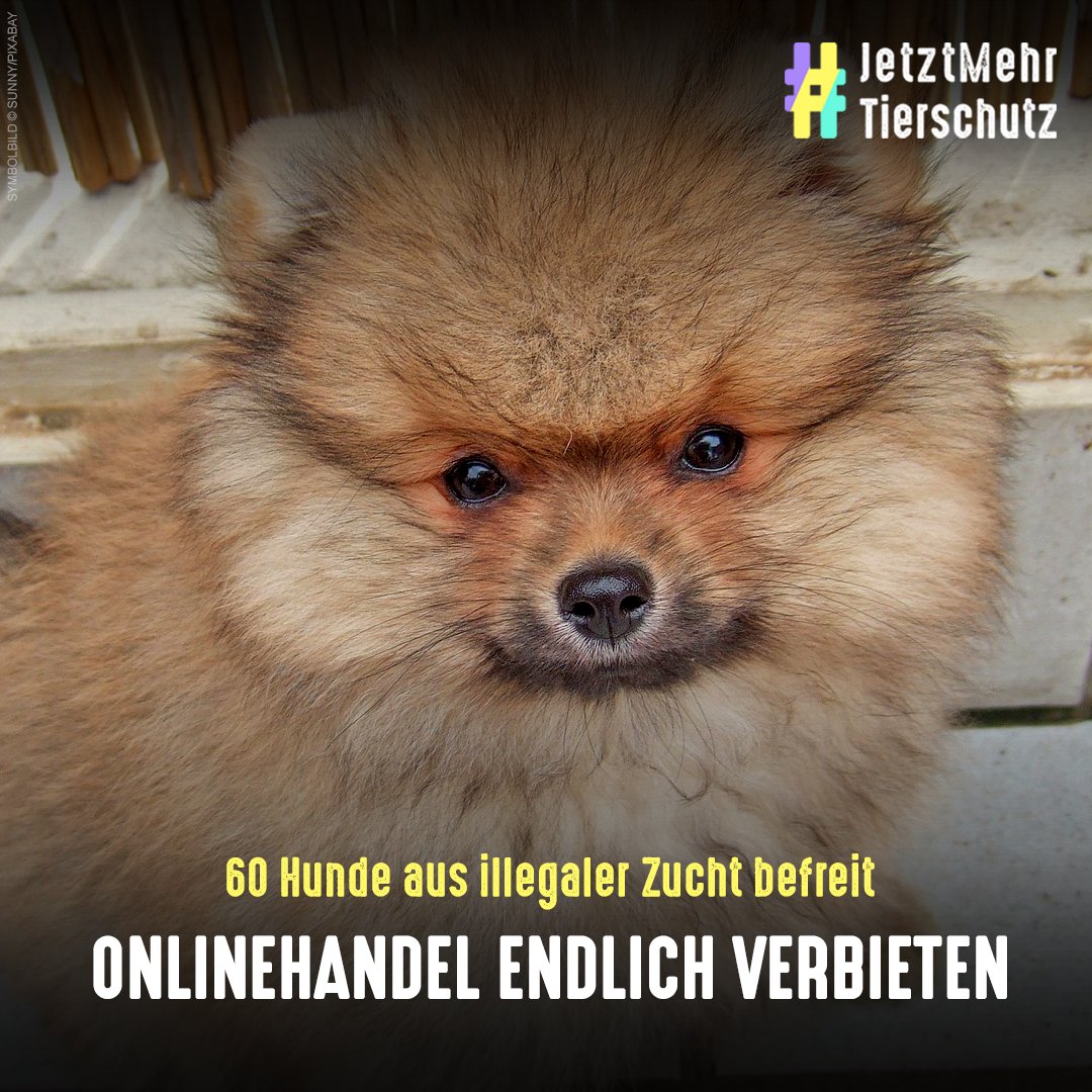 tierschutz_bund's tweet photo. Über 60 Zwergspitze aus illegaler Zucht hat die Polizei aus einem Haus in Baden-Württemberg befreit. #Tierheime kümmern sich, gegen die Betreiber wird ermittelt. Laut Berichten wurden die Tiere online angeboten.

Die Bundesregierung muss endlich handeln 👉 https://t.co/eykIozgT0b https://t.co/yKZWz5A6o5