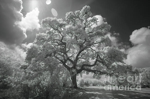 New artwork for sale! - "Majestic Oak Tree, Infrared Photography" - fineartamerica.com/featured/majes… @fineartamerica