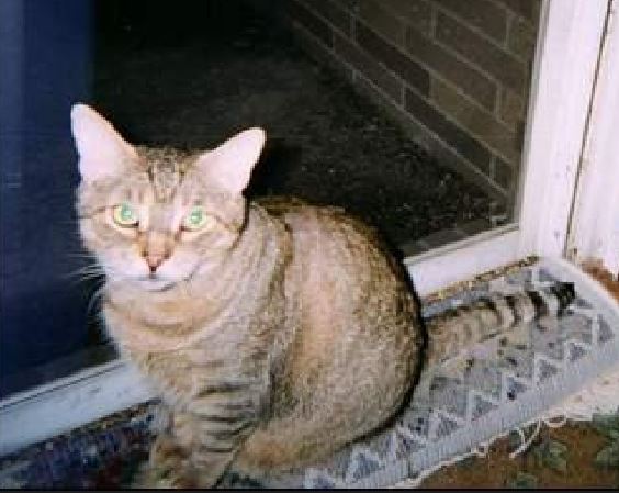 .

Alley Cat Duvall passed away on April 6th, 2017 (six years ago today).

He was born in 1999 circa October 31st.

Alley Cat had a sense of humor.  He sometimes gradually nudged me off of a pillow until he had the entire pillow, then started again when I used a different pillow.