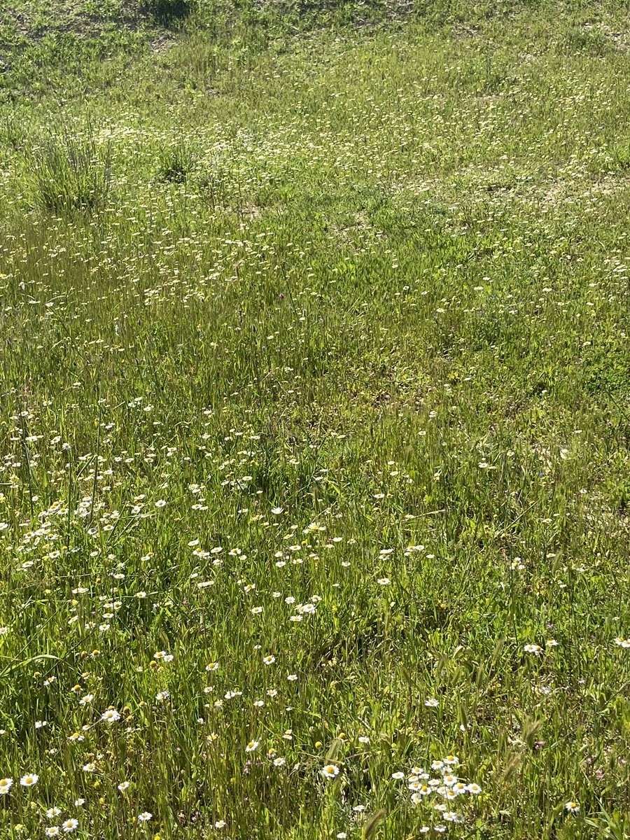 azya_mina's tweet photo. spring! https://t.co/WtEt4YfuwI