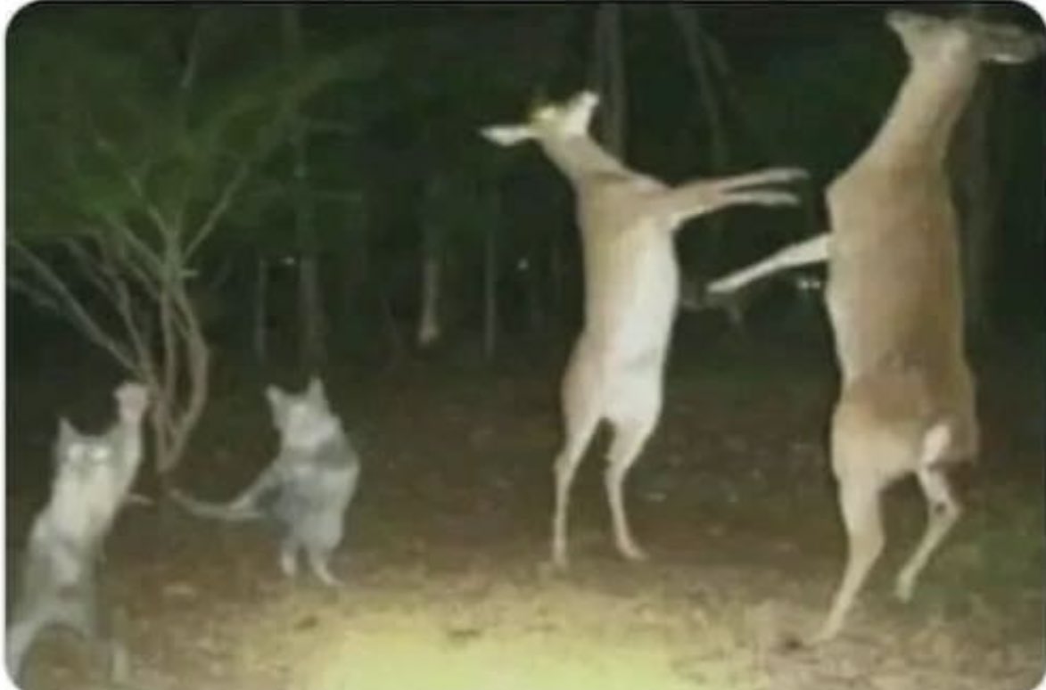 *Qualquer princesa da Disney
começa a cantar*

Os animais na floresta: