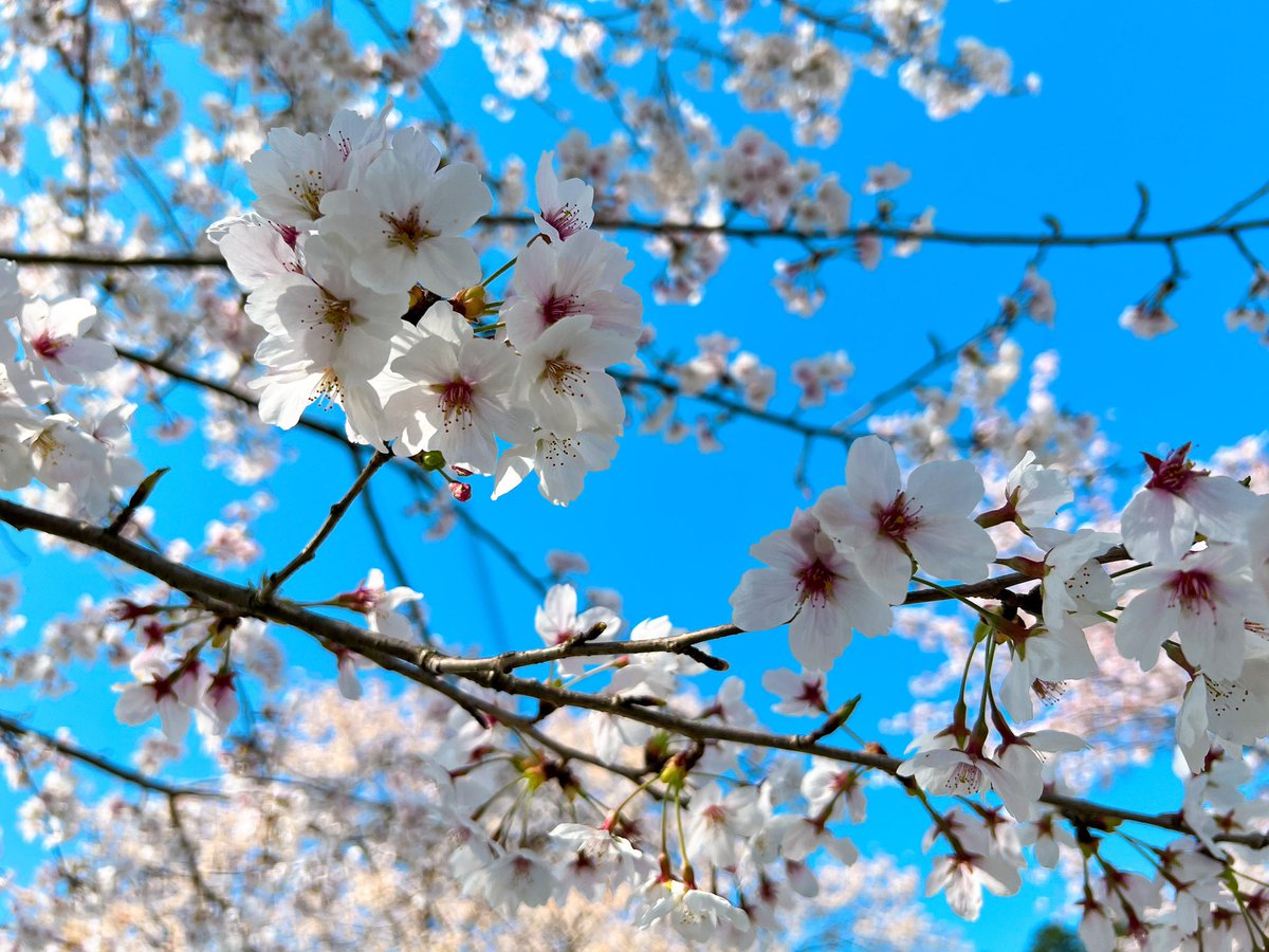 suwanan089's tweet photo. ดอก https://t.co/azS7OkSZX4