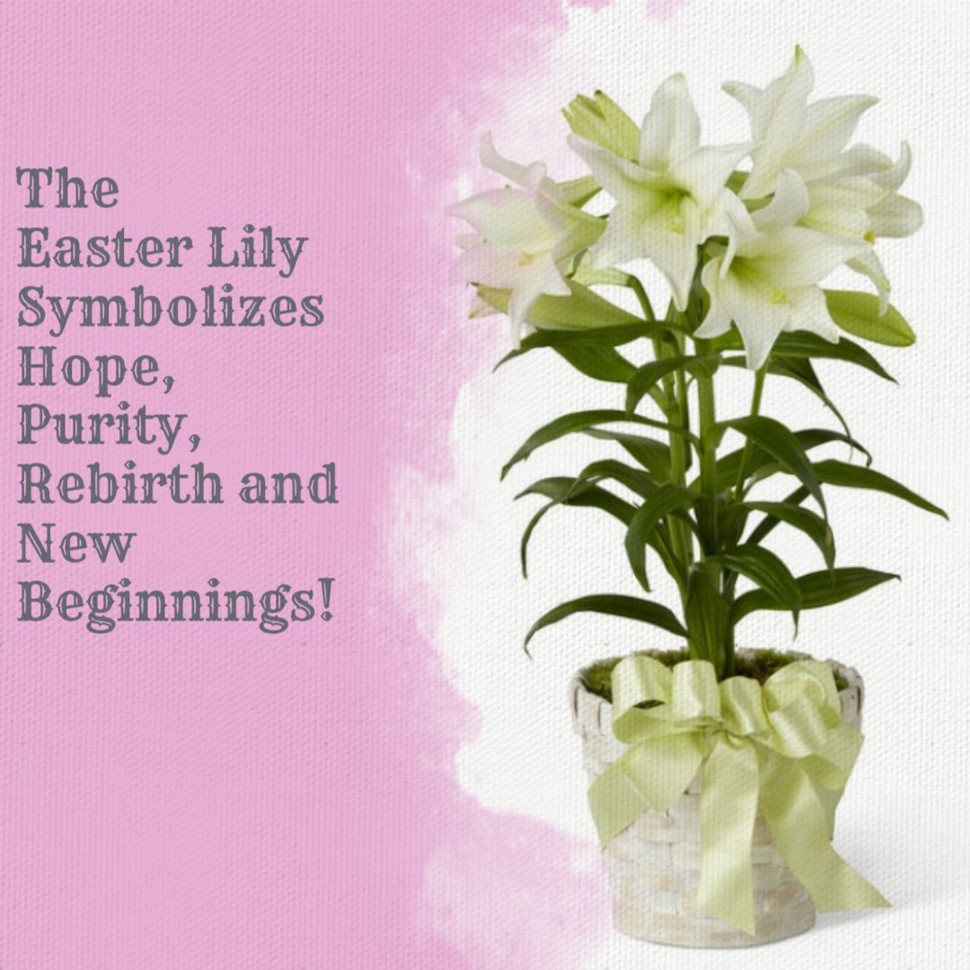 SeabrookFlowers's tweet photo. https://t.co/oUS6pv4o8S
