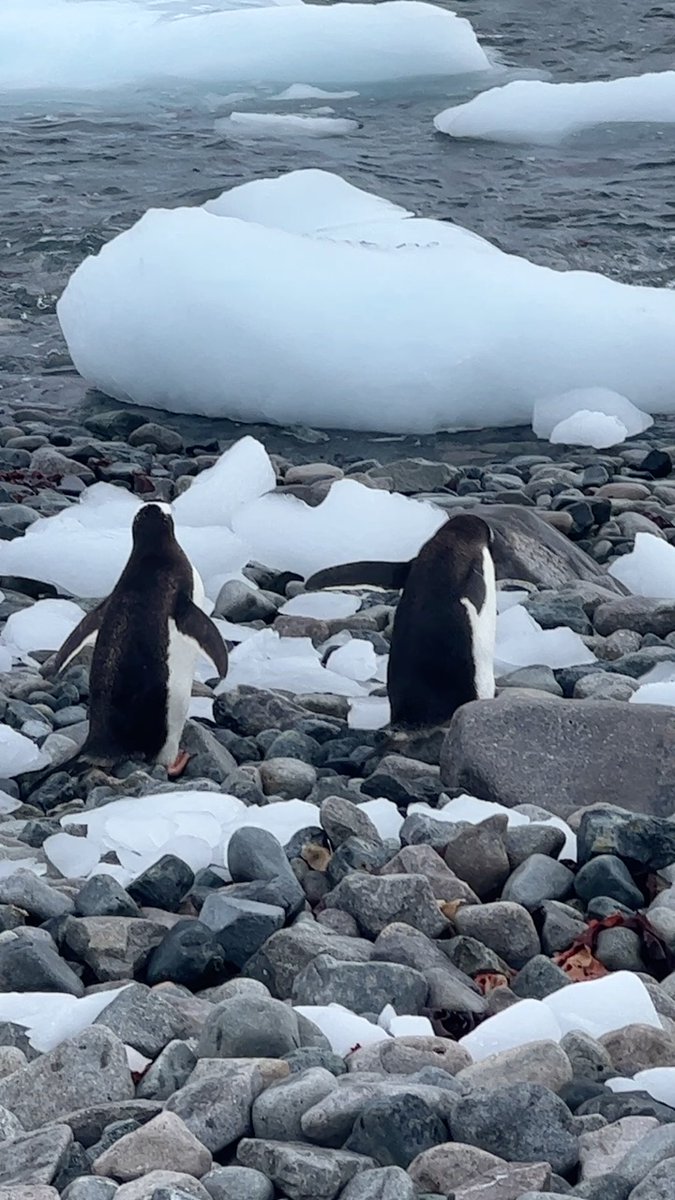 chipwalter's tweet photo. PENGUINS! On the Antarctic peninsula, we were treated to waves of #Gentoos, a gorgeous, laid back variety whose name may be a derivation of "gentle". They are less aggressive than Chinstraps and Adélies and didn't seem to mind our scrutiny. #VagabondAdventure #Antarctica https://t.co/UbFNRxEQwy