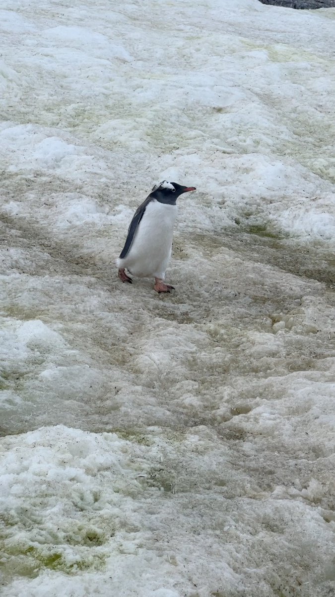 chipwalter's tweet photo. PENGUINS! On the Antarctic peninsula, we were treated to waves of #Gentoos, a gorgeous, laid back variety whose name may be a derivation of "gentle". They are less aggressive than Chinstraps and Adélies and didn't seem to mind our scrutiny. #VagabondAdventure #Antarctica https://t.co/UbFNRxEQwy