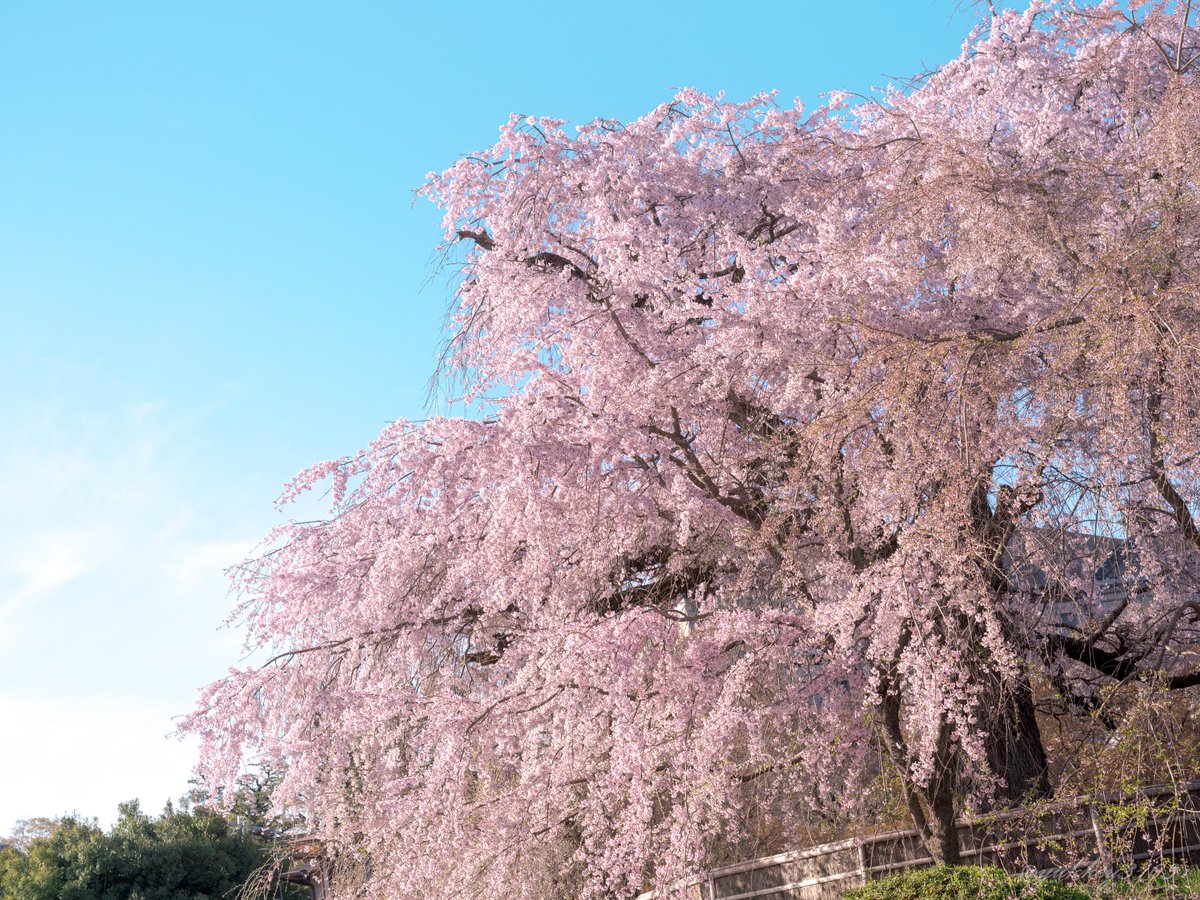 yukkey3103's tweet photo. 京都 円山公園 祇園枝垂桜

昼間の撮影ですがきっと夜もすごく綺麗なんだろうな

#桜 #sakura
#CherryBlossom 
#photography
#キリトリセカイ
#ファインダー越しの私の世界
#写真好きな人と繋がりたい https://t.co/cPnCuxB8Jj