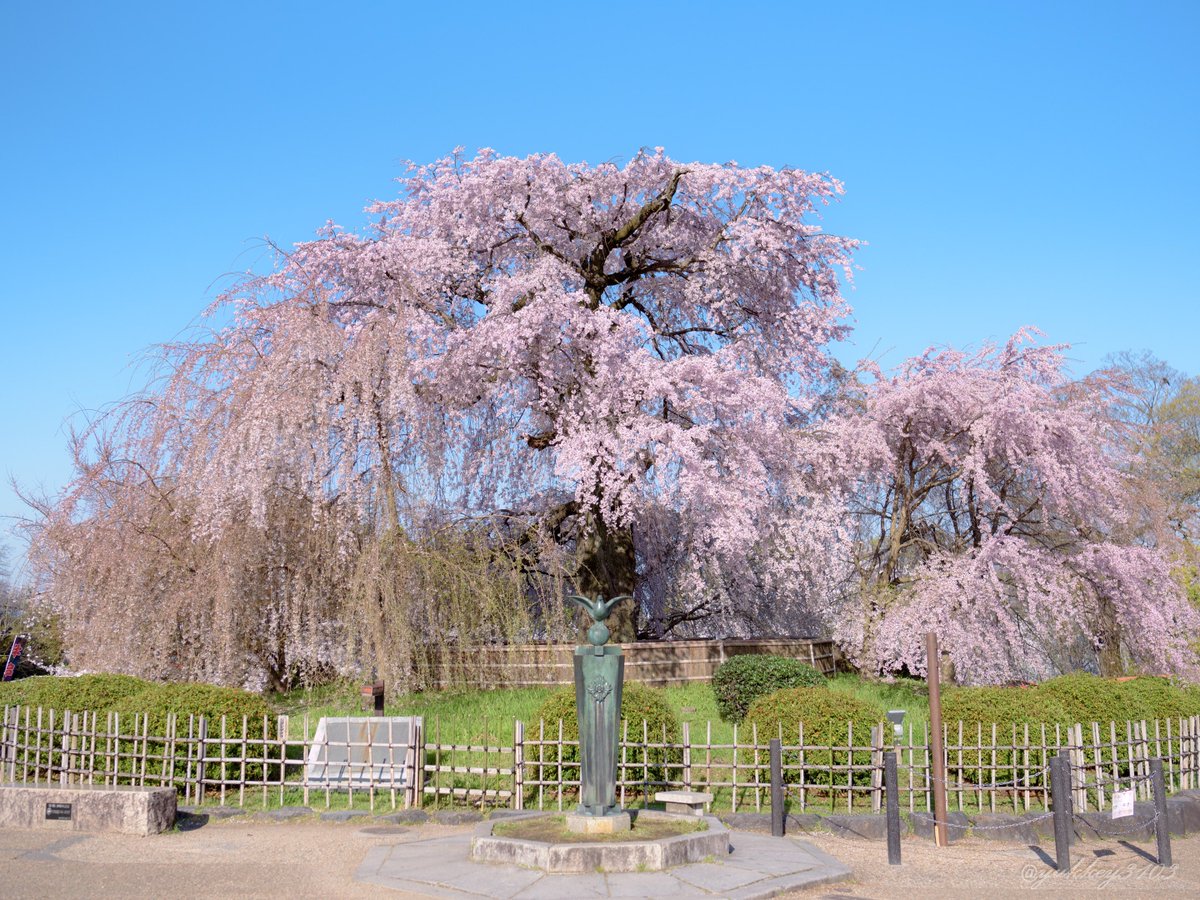 yukkey3103's tweet photo. 京都 円山公園 祇園枝垂桜

昼間の撮影ですがきっと夜もすごく綺麗なんだろうな

#桜 #sakura
#CherryBlossom 
#photography
#キリトリセカイ
#ファインダー越しの私の世界
#写真好きな人と繋がりたい https://t.co/cPnCuxB8Jj