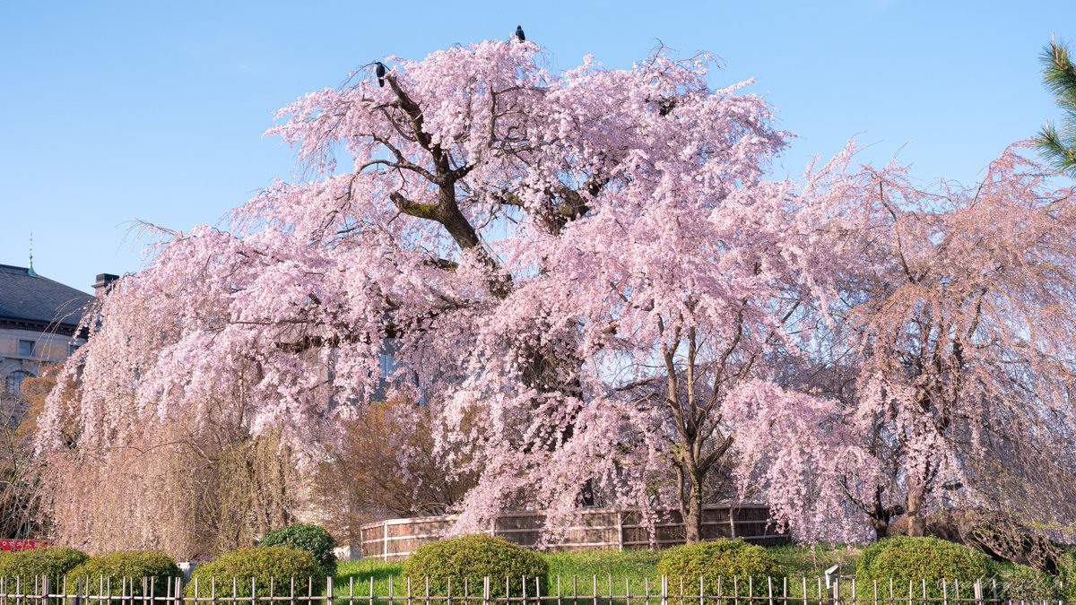 yukkey3103's tweet photo. 京都 円山公園 祇園枝垂桜

昼間の撮影ですがきっと夜もすごく綺麗なんだろうな

#桜 #sakura
#CherryBlossom 
#photography
#キリトリセカイ
#ファインダー越しの私の世界
#写真好きな人と繋がりたい https://t.co/cPnCuxB8Jj