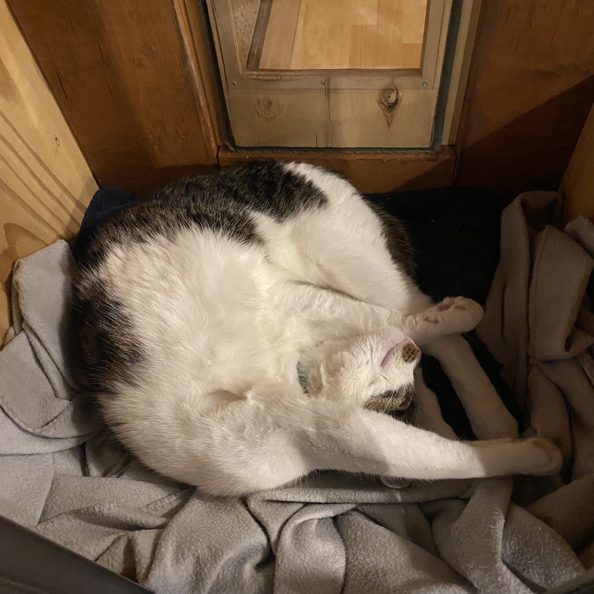 マンガの…予約投稿が…上手く出来ていなかった…（お手上げッ） https://t.co/q7ZlBhyeGl