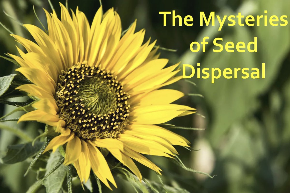 MeetMeonPlanet3's tweet photo. Kids love a good mystery, and #science is full of them! In the Mystery Science #Plant Adventures unit, they begin by asking students, "How did a tree travel halfway around the world?" Visit https://t.co/NQiA9Fmhto for more info! #elementaryscience #primaryschoolscience #stemed https://t.co/XQP3ydW8og