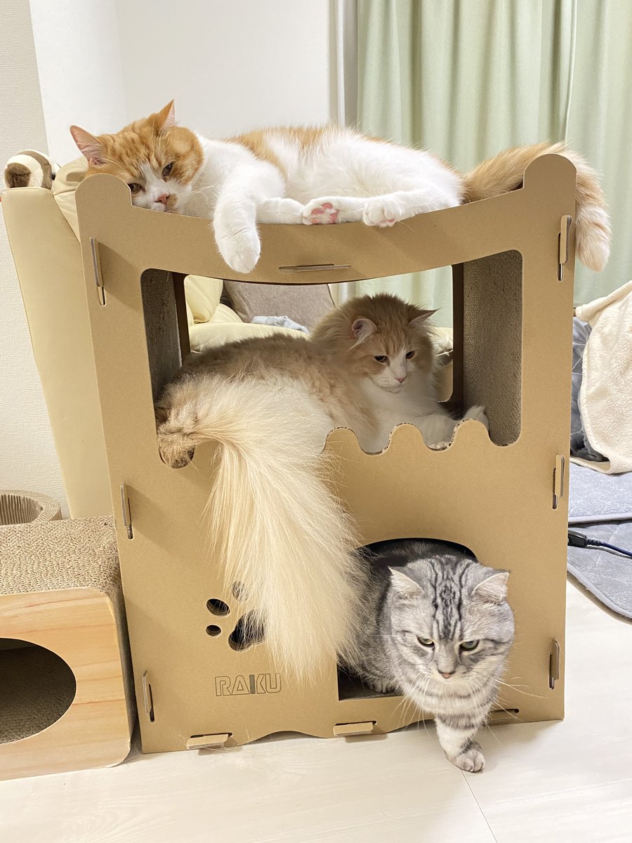 mint__luke's tweet image. この3階建ハウスが有能過ぎる✨

#RAKU #楽天ROOM
#猫好きさんと繋がりたい #猫のいる暮らし #ねこのきもち #ミヌエット #マンチカン #サイベリアン