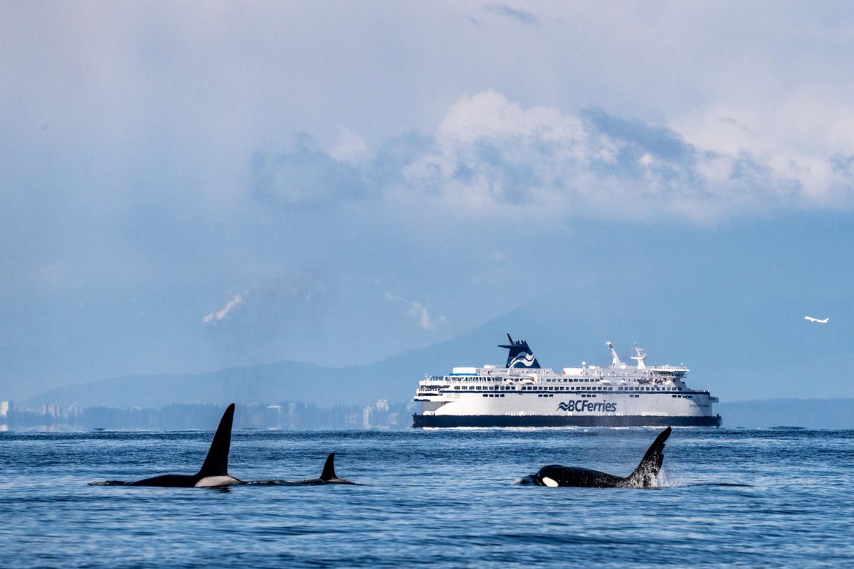ThePWWA's tweet photo. Famed Bigg's killer whale "Chainsaw" and friends were seen near Vancouver, BC on Tuesday. What do you think, new promo shot for @BCFerries and @yvrairport?
📷: Sara Hysong-Shimazu, @sjiwhalewatch
#biggskillerwhales #biggsarethebalance #salishsea #springwhalewatching #pwwa https://t.co/sbw9LryTRp