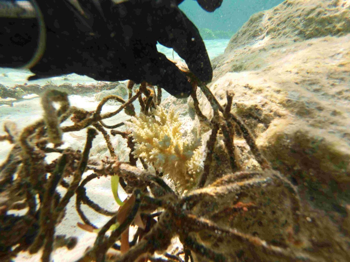 La libération chirurgicale du corail piégé dans les DCP est cruciale pour protéger notre environnement marin. Nous appelons l'industrie thonière à collaborer en fournissant les localisations précises des DCP #protectiondesocéans #corail #DCP #industriethonière #environnementmarin