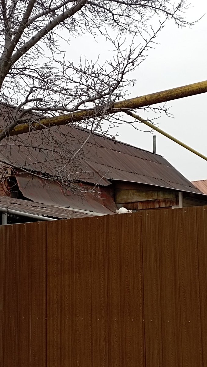 Видите кота или кошку?