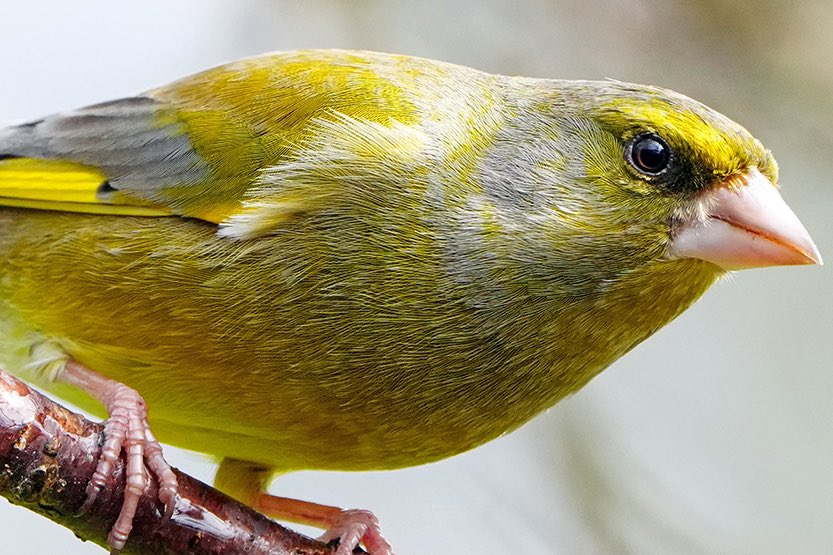 Adrian Groves tweet media