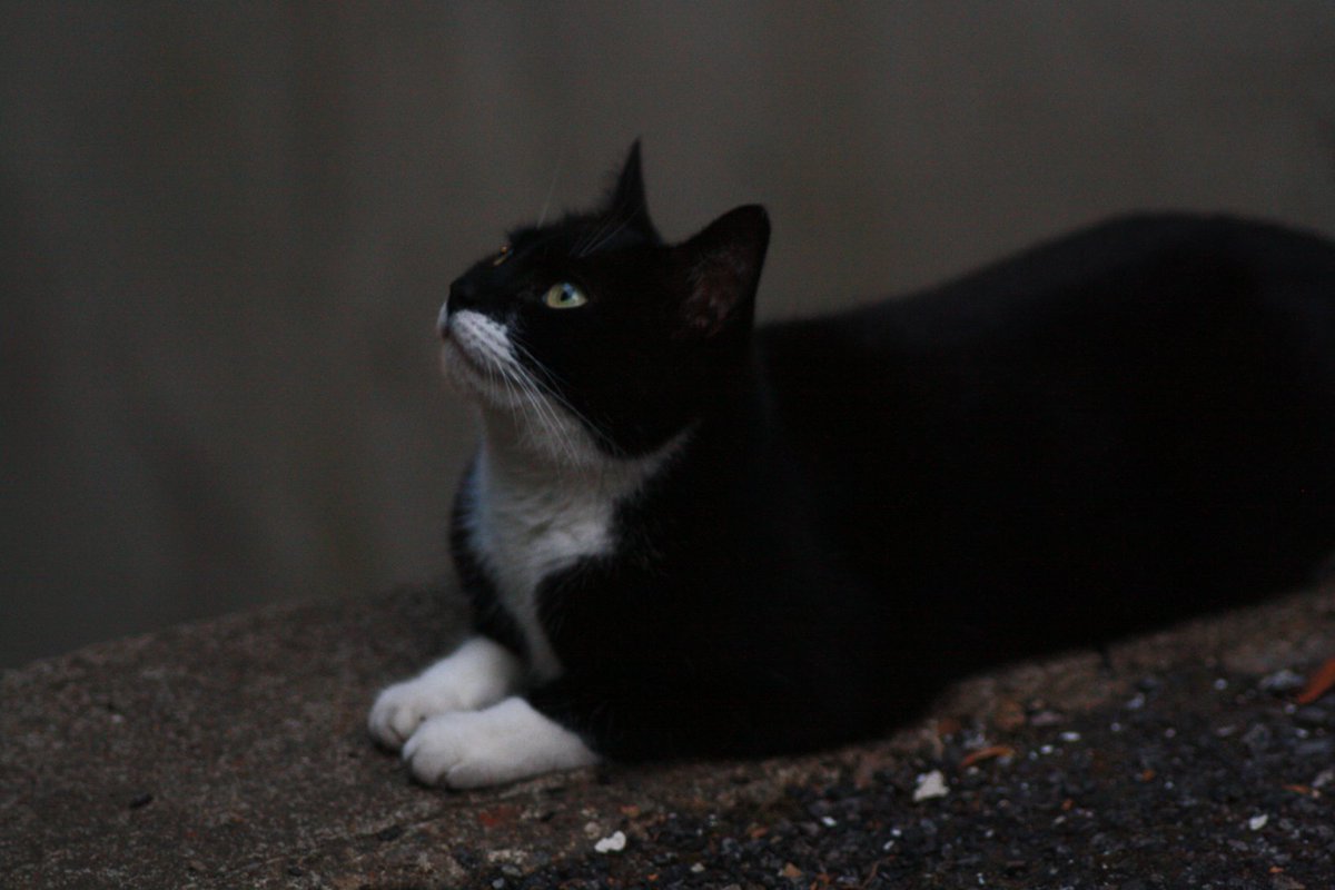 Some candid shelf shots 

🐀 Royal Court 
🌊 National bookshop
🥱 tired writer 
🐈‍⬛ cat enjoying <a href="/directorsajb/">Stephen Bailey</a>'s foreword