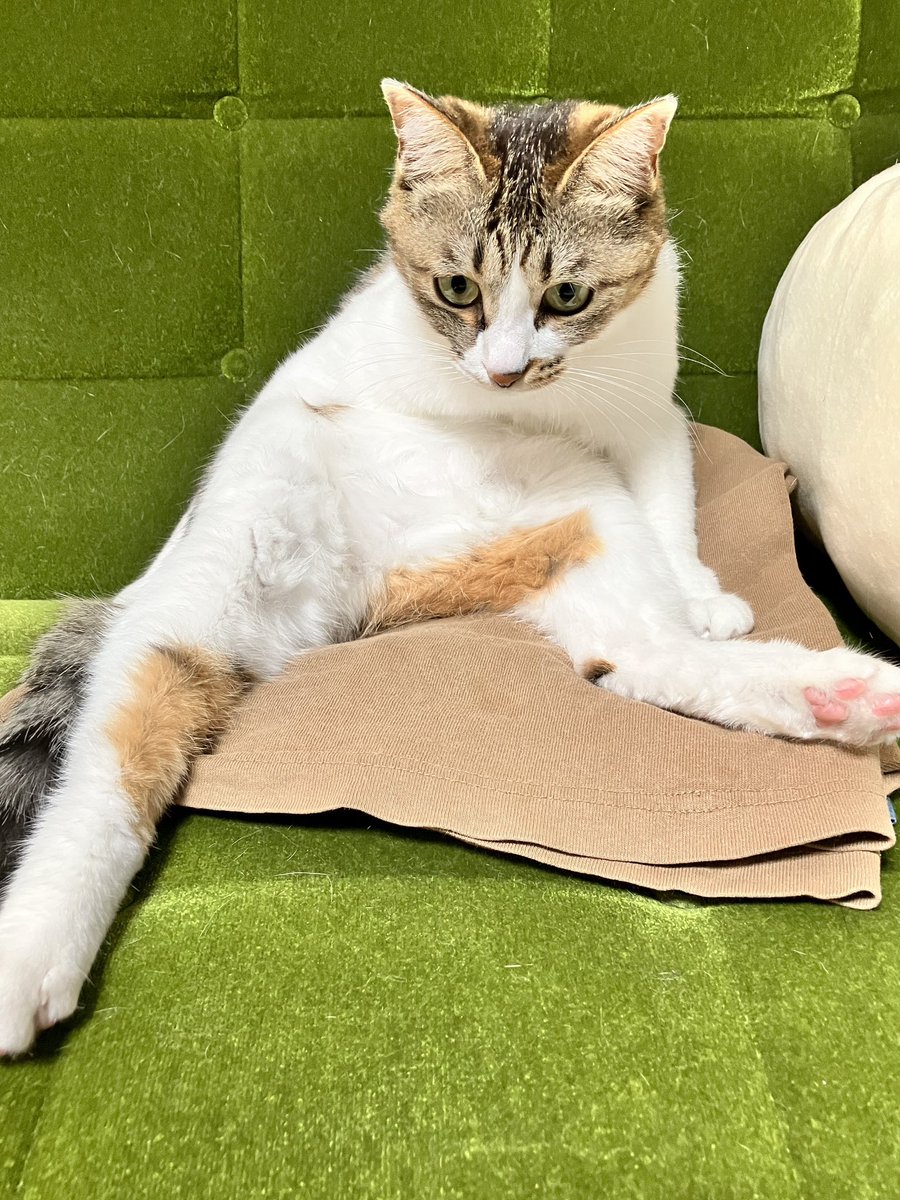 fuchi_eny_fip's tweet photo. 柔軟体操してる？笑下の飼い主のTシャツがヨガマットみたいだね🧘

#猫のいる暮らし #猫 https://t.co/UB6ogXo5jr