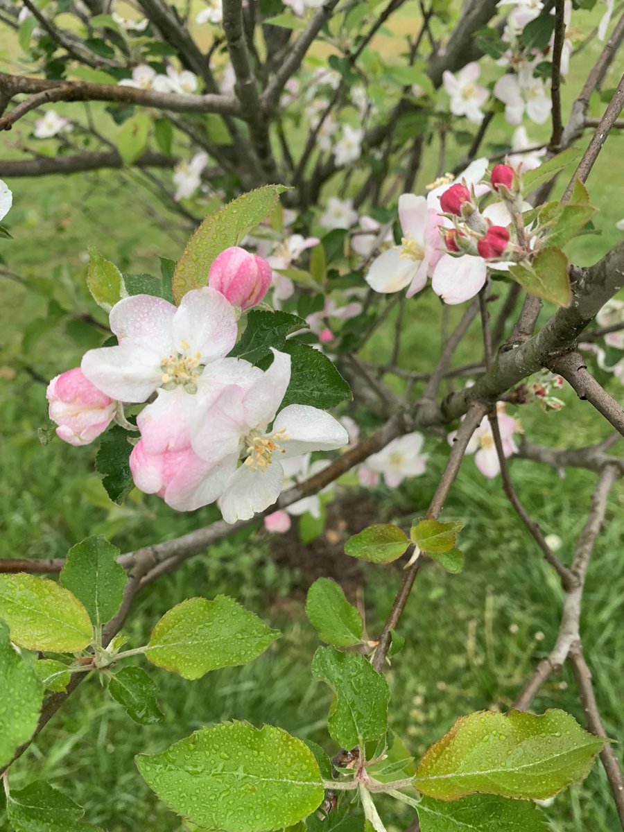 Apple blossoms are out!! #SpringIsInTheAir #SouthernLiving #HuntsvilleAL